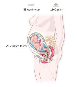 Gravid-vecka-28-illustration